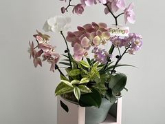 -Native Flower 莱提花艺(南海新天地广场店)