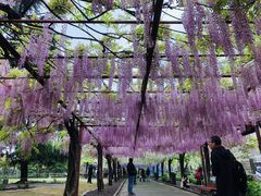 -嘉定紫藤园