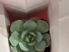 -海底捞火锅(振华广场生日主题店)