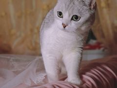 -宠颐生动物医院·心脏科·保险定点(锦阳分院)