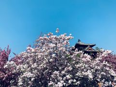 -西安青龙寺遗址景区