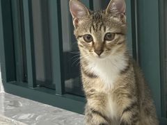 -千城康桥宠物医院·猫科·骨科·心脏