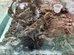 -上海大自然野生昆虫馆(东方明珠·爬宠昆虫探索中心)