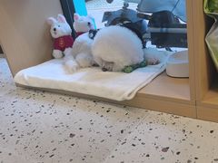 -瑞派康怡24h宠物医院·犬猫医疗中心·微创绝育(瑞景分院)