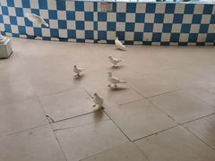 -百万葵园