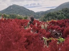 -广州市石门国家森林公园