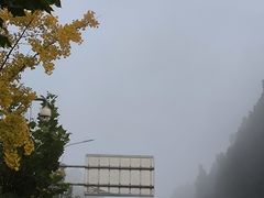 -粤凤佬