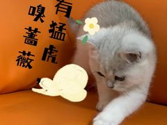 -lincat·猫舍(广州店)