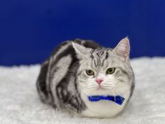 -爱洗澡的猫(天河路店)