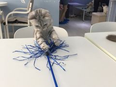 -喵的天空名猫咖啡馆·撸猫·猫舍·用品