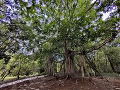 -中国科学院西双版纳热带植物园