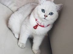 -袖虎·猫馆(体育西路店)