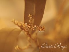 -Oasis绿洲银饰珍珠手作diy(壹方城店)