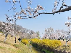 -羊山湖公园