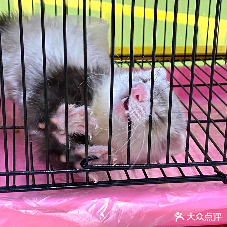 嘉兴探店｜合乐城“遇见萌宠”