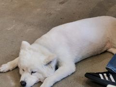 -VOYAGE COFFEE 咖啡烘焙工坊店(798艺术区店)