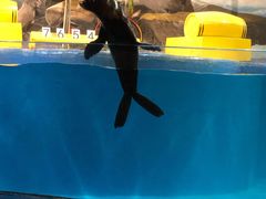 -梦幻海洋王国(吾悦广场张家港店)