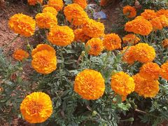 -松山湖梦幻百花洲