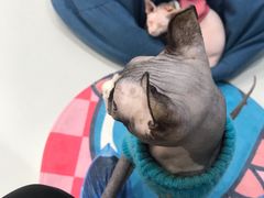 -糯米喵星人·撸猫猫舍咖啡馆(西市场嘉华店)