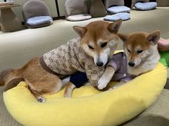 -逗柴咖啡屋·狗咖猫咖宠物桌游
