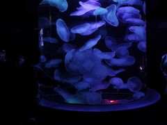 -太平洋海底世界