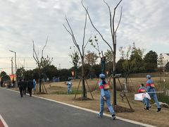 -上海长兴岛郊野公园