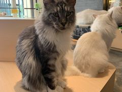 -瞄一喵猫咖(格力海岸店)