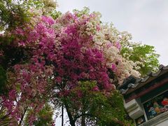 -深圳国际园林花卉博览园