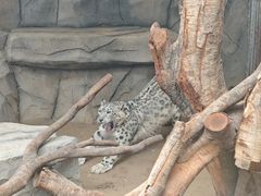 -青藏高原野生动物园
