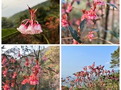 -梧桐山风景名胜区