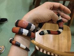 -藦茜花园宠物主题亲子互动体验馆(国顺东路店)