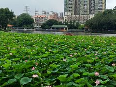 -荔湾湖公园