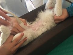 -安安宠医·安宠宠物医院