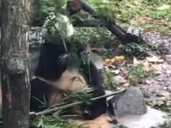 -都江堰中华大熊猫苑