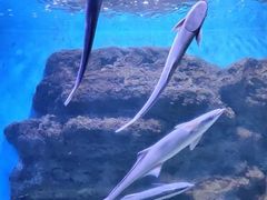 -合肥海洋世界