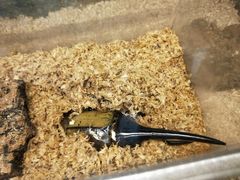 -上海大自然野生昆虫馆(东方明珠·爬宠昆虫探索中心)