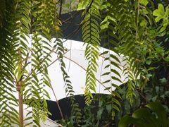 -Fern Forest Cafe