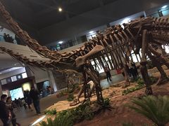 -自贡恐龙博物馆