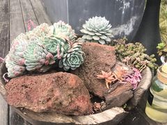 -悦哉·派对·草坪婚礼·围炉煮茶(三圣乡店)