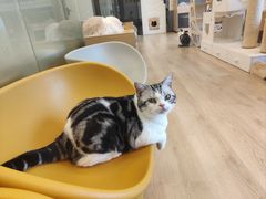 -有喵·猫咖·狗咖·30几只猫10只小狗(岗厦店)