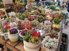 -双季花艺园艺市场(浦东店)