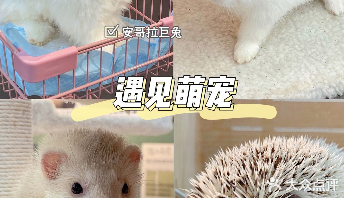 东莞探店｜遇见萌宠