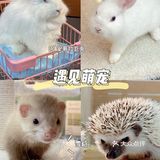 东莞探店｜遇见萌宠