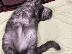 -佳雯宠物医院(四明中路分院)