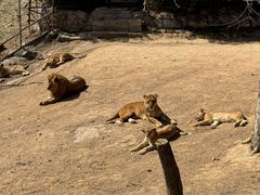 -西霞口神雕山野生动物世界