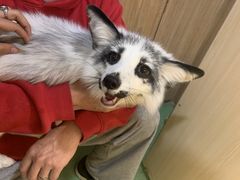 -藦茜花园宠物主题亲子互动体验馆(国顺东路店)