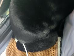 -北京观赏动物医院·24小时大型综合·猫专科·异宠专科