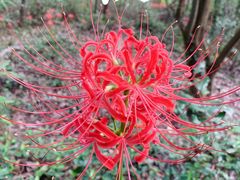 -上海佘山国家森林公园天马山园