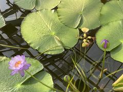 -国家植物园南园