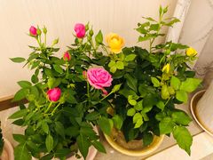 -金陵花卉交易市场